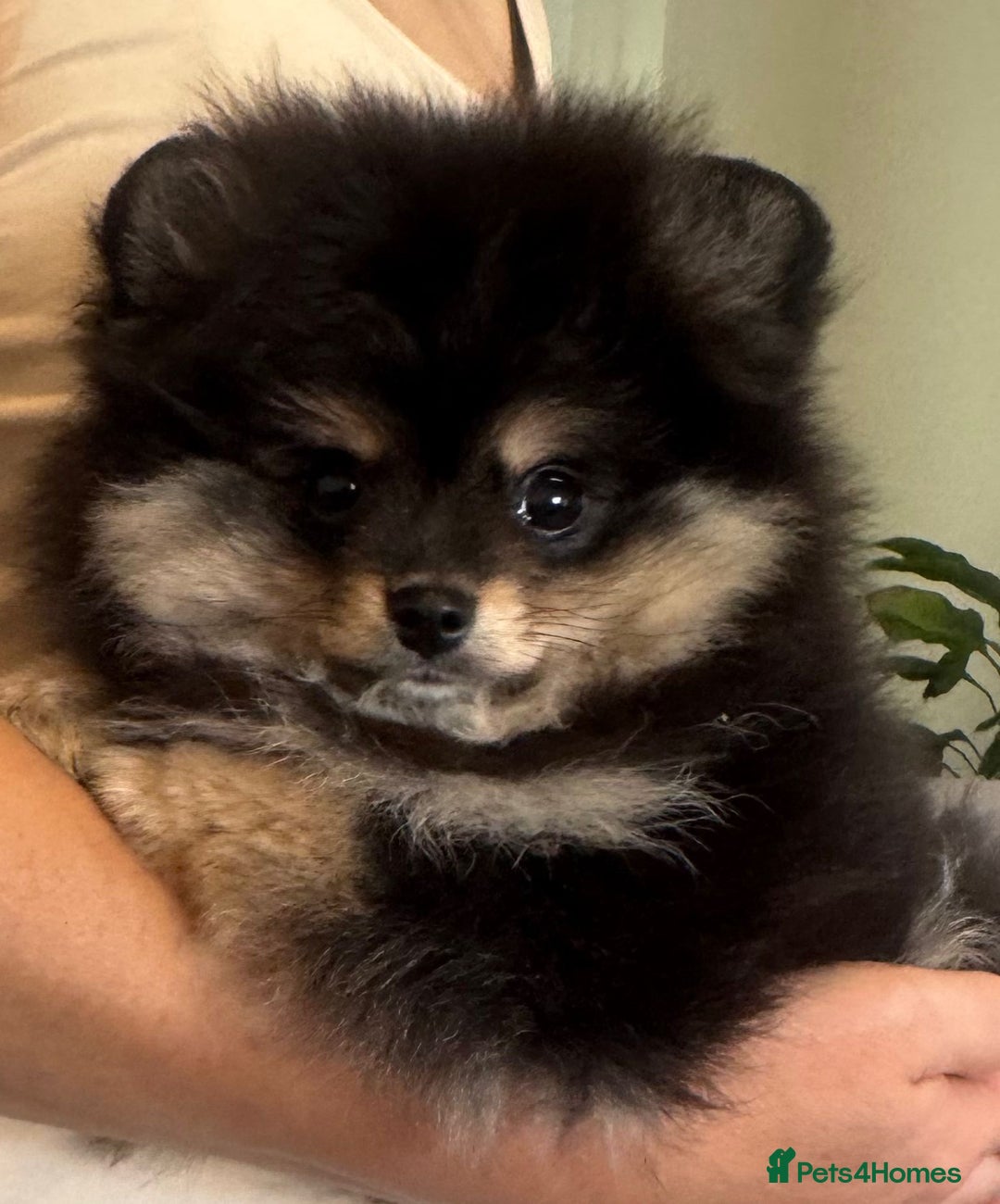 Pomeranian dogs for sale: Beautiful Pomeranian girls  - Image 6