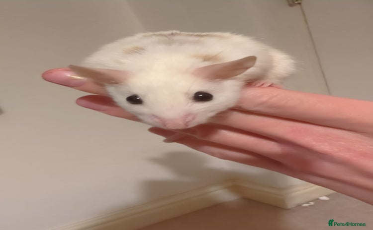 Rat rodents - Advert 1