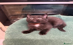 British Shorthair cats for sale: BRITISH BLUE X KITTENS - Image 7