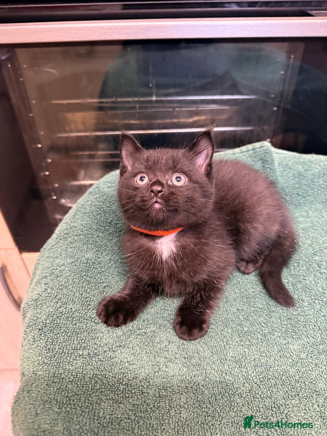 British Shorthair cats for sale: BRITISH BLUE X KITTENS - Image 7