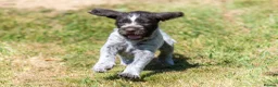 German Wirehaired Pointer dogs for sale: 1ST VACC GIVEN, HEALTH CHECKED KC REG GWP PUPS  - Advert 15