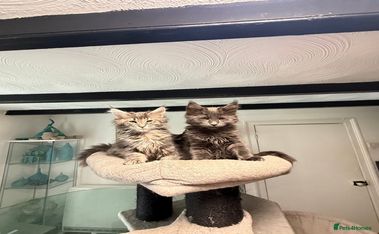 Maine Coon cats - Advert 3