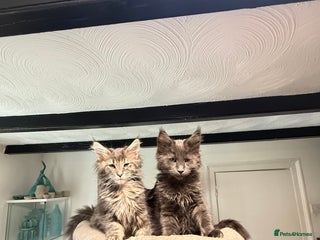 Maine Coon cats - Advert 2