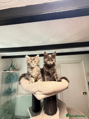 Maine Coon cats - Advert 1