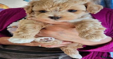 Maltipoo dogs - Advert 4