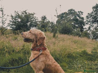 Goldendoodle dogs Proven F1 Goldendoodle Stud in Sandbach - Advert 1
