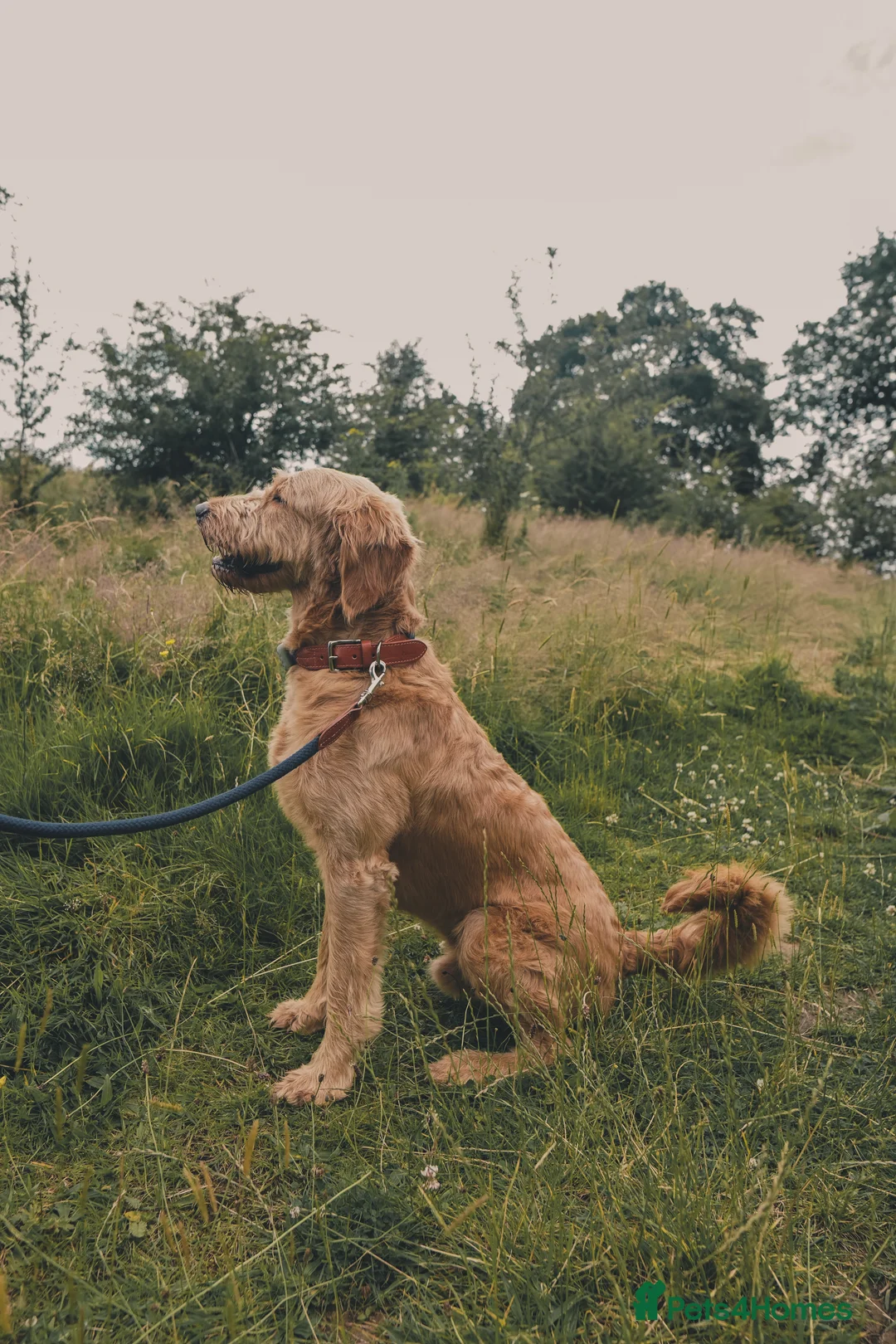 Goldendoodle dogs for stud: Proven F1 Goldendoodle Stud - Advert 2