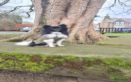 Pomchi dogs for stud: Pomchi Male For Stud in Nottingham - Image 5