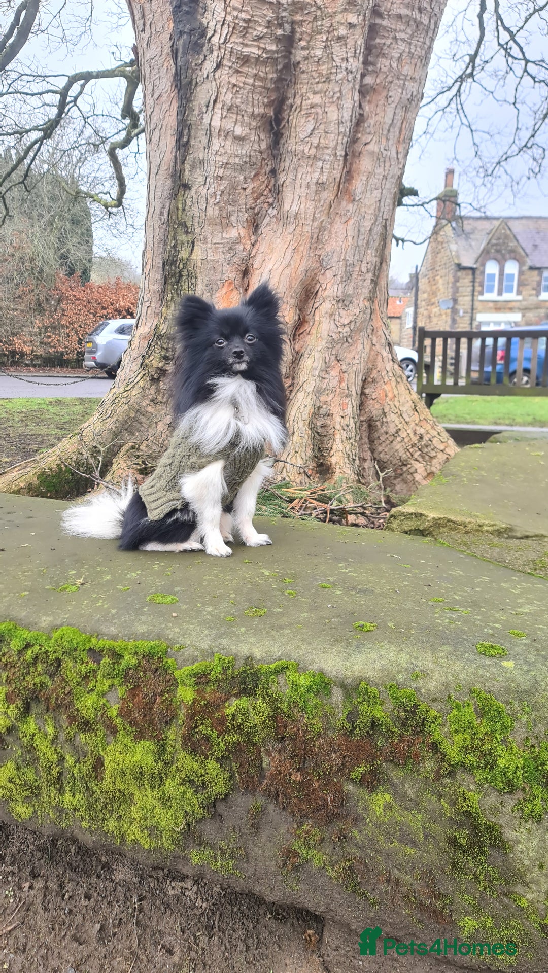 Pomchi dogs for stud: Pomchi Male For Stud in Nottingham - Image 5