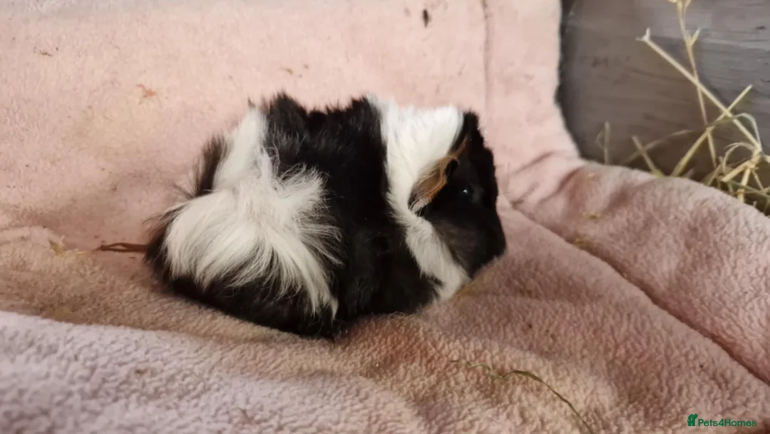Guinea Pig rodents for sale: guinea pigs for sale - Advert 6