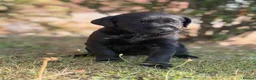 Labrador Retriever dogs for sale: Working line KC reg black dog puppies in Diss - Advert 5