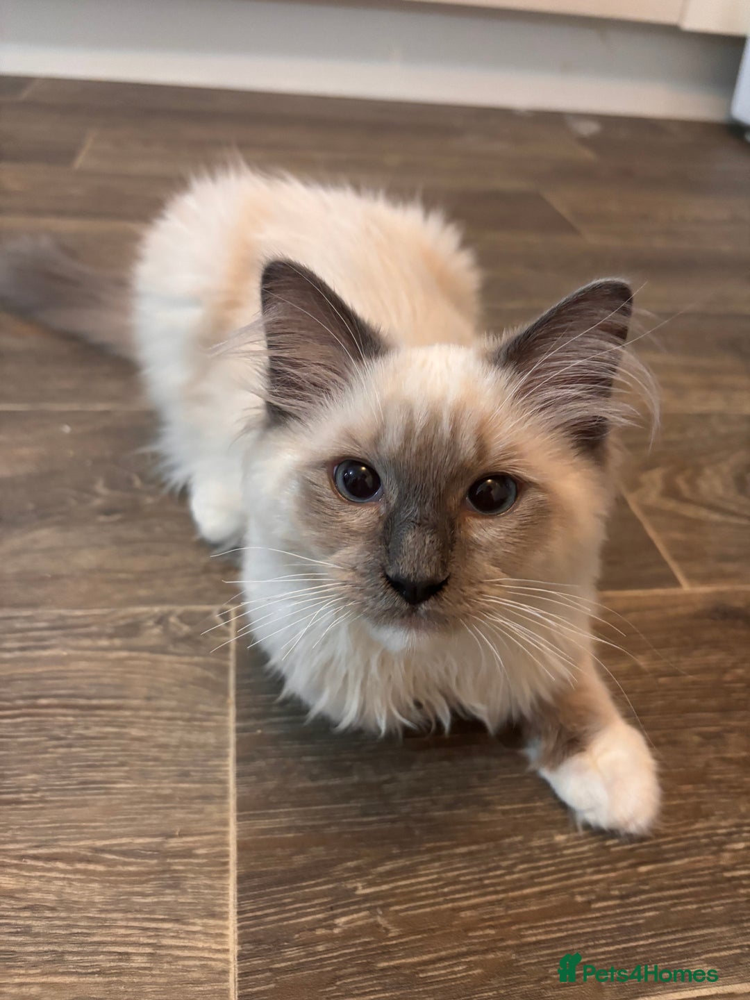 Ragdoll cats for sale: GCCF ragdoll - Image 4