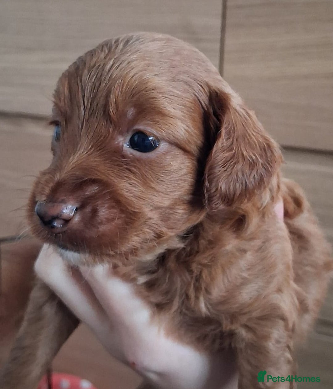 Cockapoo dogs for sale: ** ADORABLE COCKAPOO PUPPIES ** - Advert 9