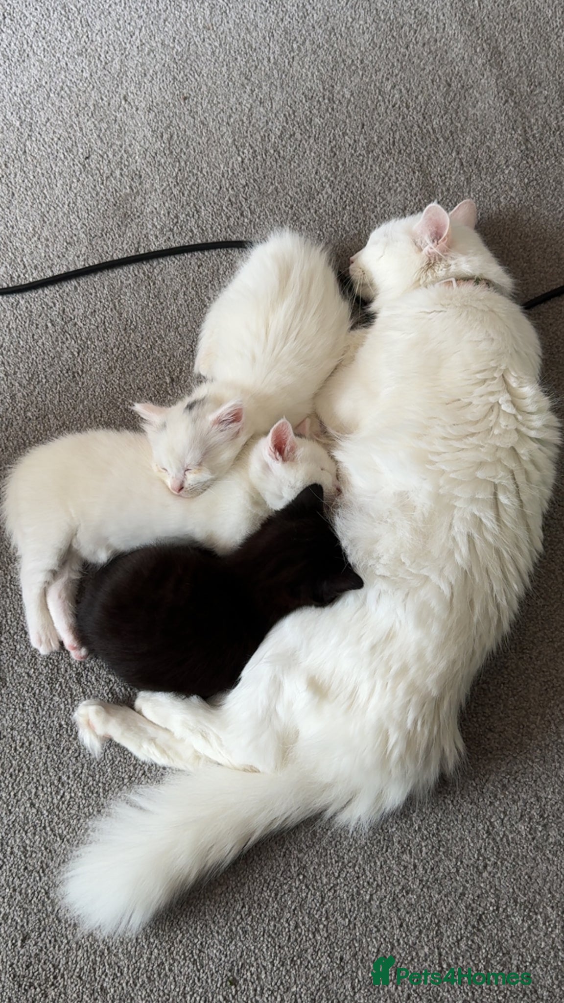 Mixed Breed cats 2 Female kittens  - Advert 1