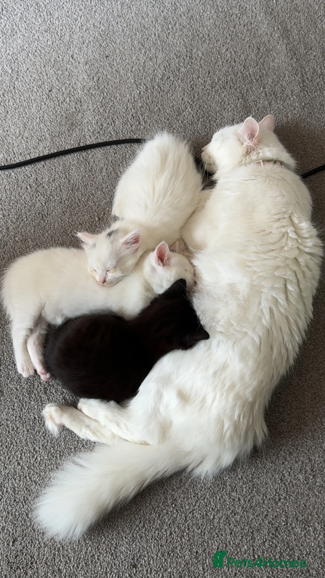 Mixed Breed cats for sale: 2 Female kittens  - Advert 2