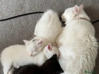 Mixed Breed cats 2 Female kittens - Advert 14