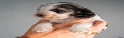 Cocker Spaniel dogs for sale: Cocker Spaniel puppies - ready 9/9/26 - Advert 11