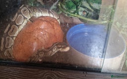 Python Snake reptiles for sale: Ball Python, 13 year old male. - Image 3