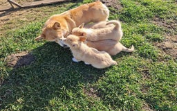 Welsh Corgi Pembroke dogs for sale: Welsh Corgi Pembroke Puppies with Pedigree! - Image 11
