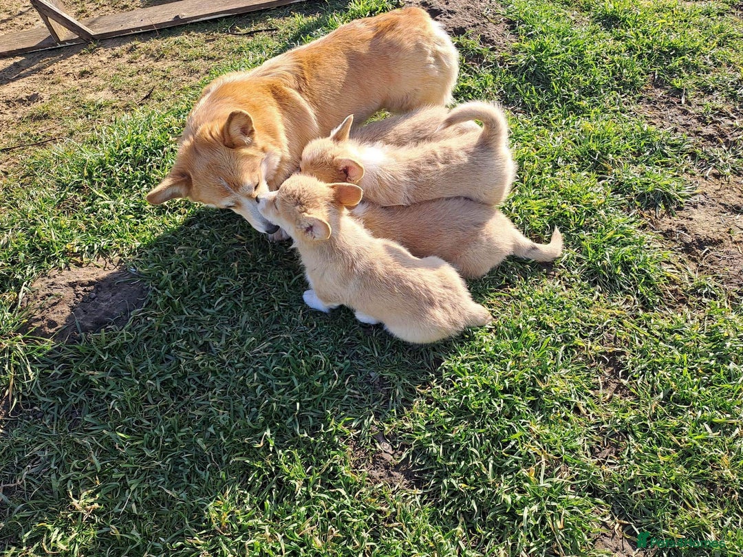 Welsh Corgi Pembroke dogs for sale: Welsh Corgi Pembroke Puppies with Pedigree! - Image 11