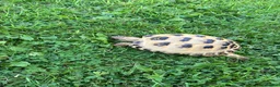 Tortoise reptiles for sale: Greek tortoise  - Advert 3