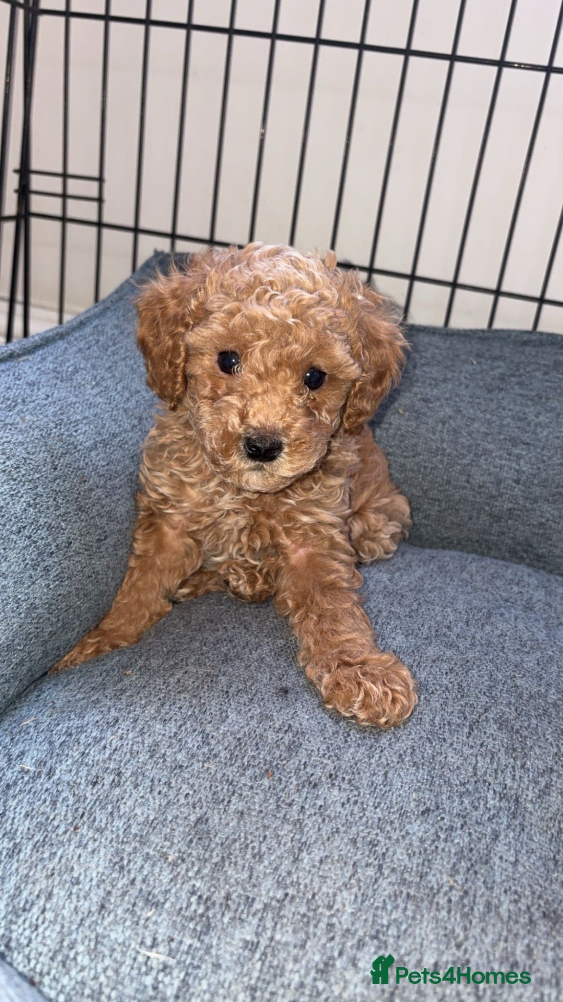 Cavapoo dogs Beautiful cavapoos 1 boys left ready to go 🐾 - Advert 14