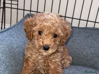 Cavapoo dogs Beautiful cavapoos 1 boys left ready to go 🐾 - Advert 1