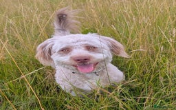 Mixed Breed dogs for sale: Gorgeous 1 yr old pup  - Image 3