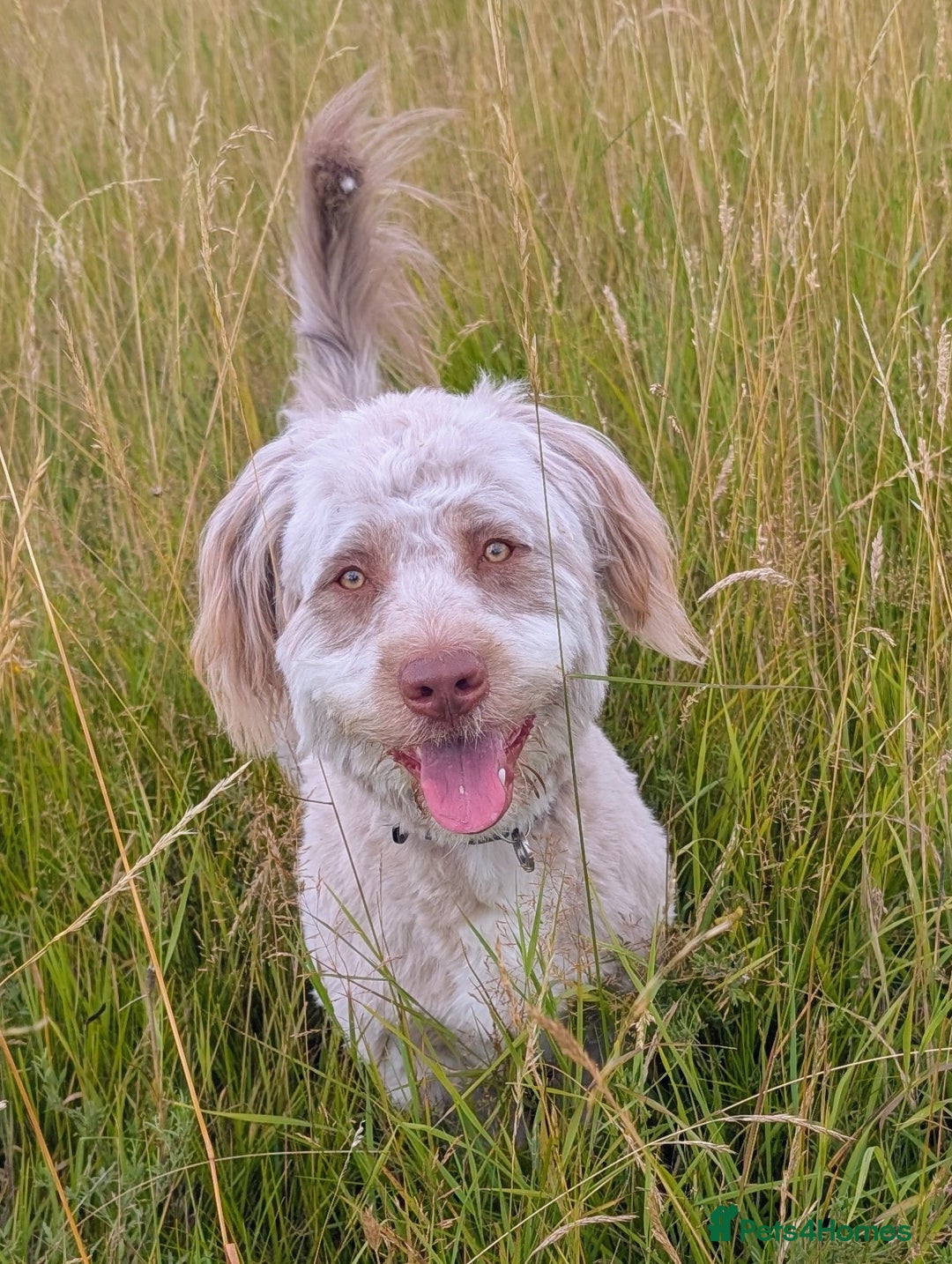 Mixed Breed dogs for sale: Gorgeous 1 yr old pup  - Image 3