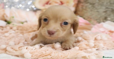 Miniature Dachshund dogs - Advert 11