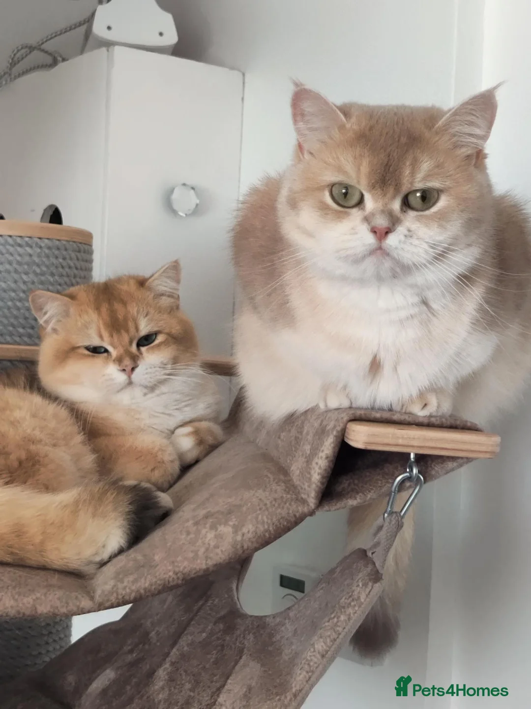 British Shorthair cats for sale: British golden chinchilla male  - Advert 10