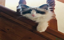 Ragdoll cats for adoption: Dexter the rescue ragdoll - Image 2