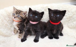 Mixed Breed cats for sale: Beautiful Kittens - Image 1