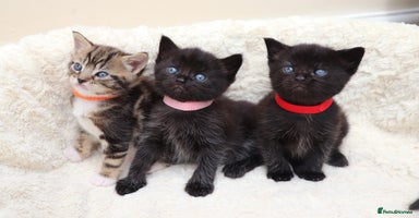 Mixed Breed cats - Advert 11