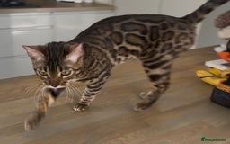 Bengal cats for sale: Intensively socialised bengal kittens - lap cats! in Scunthorpe - Image 4