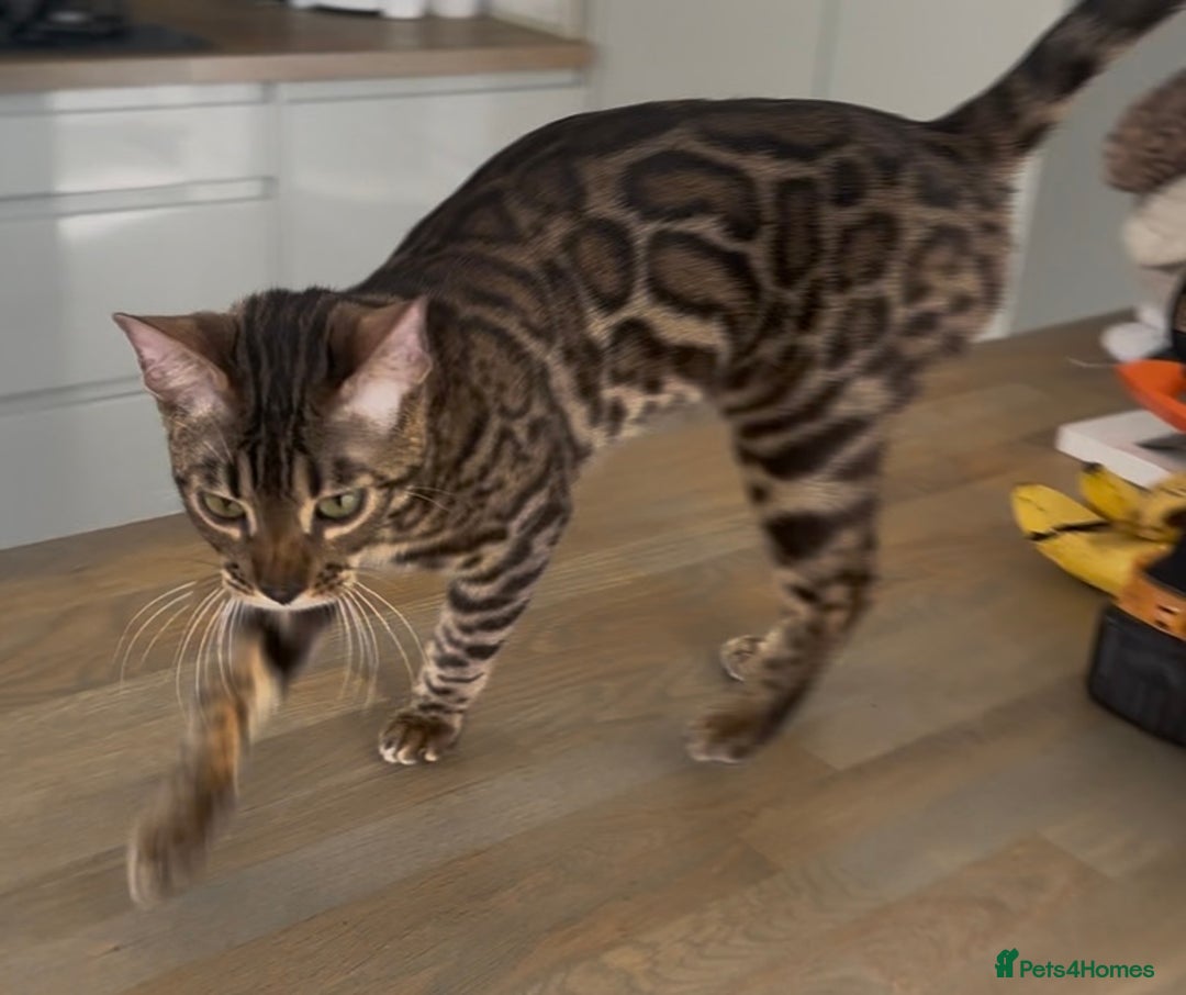 Bengal cats for sale: Intensively socialised bengal kittens - lap cats! in Scunthorpe - Image 4