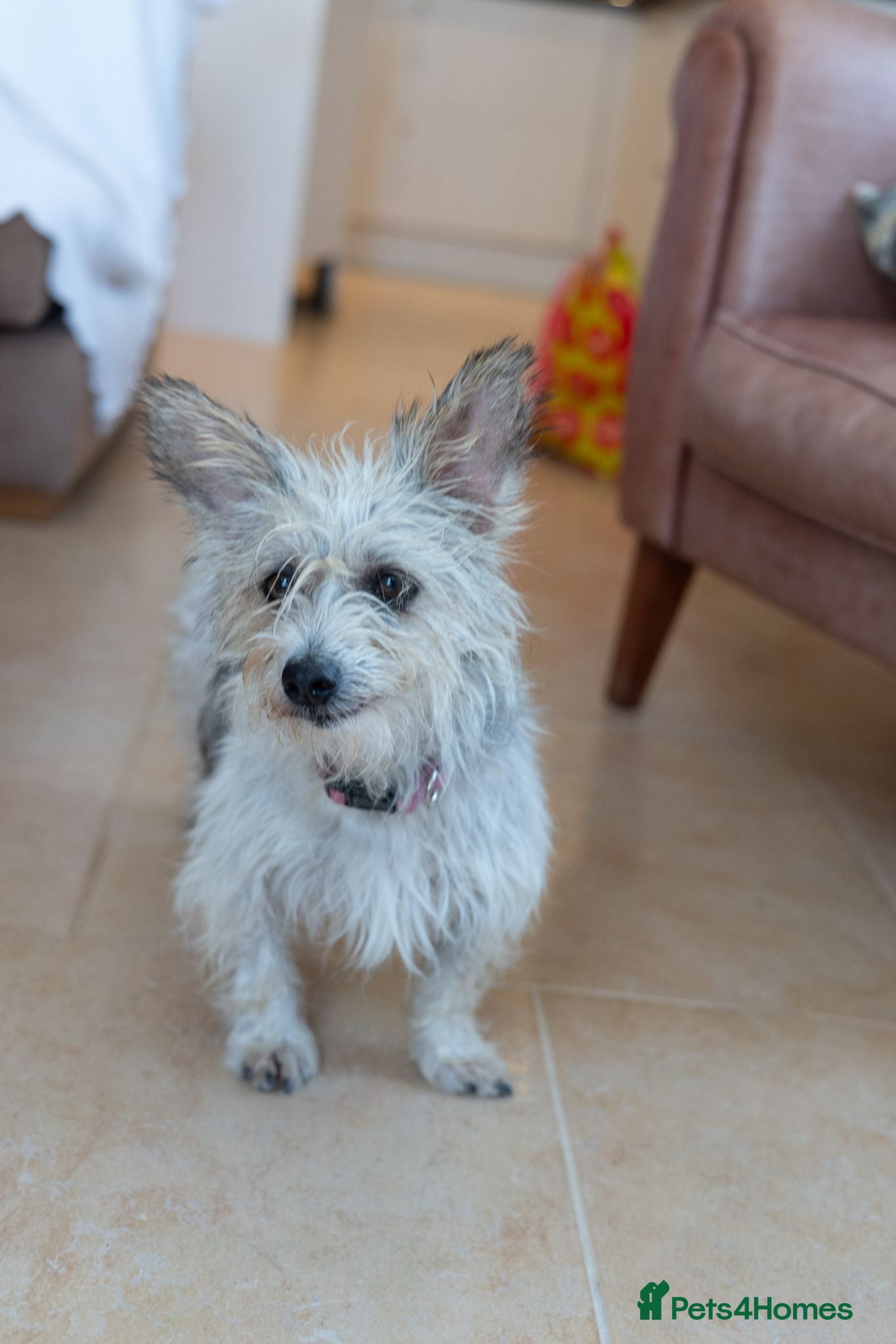 Mixed Breed dogs Marvelous Millie - Advert 1