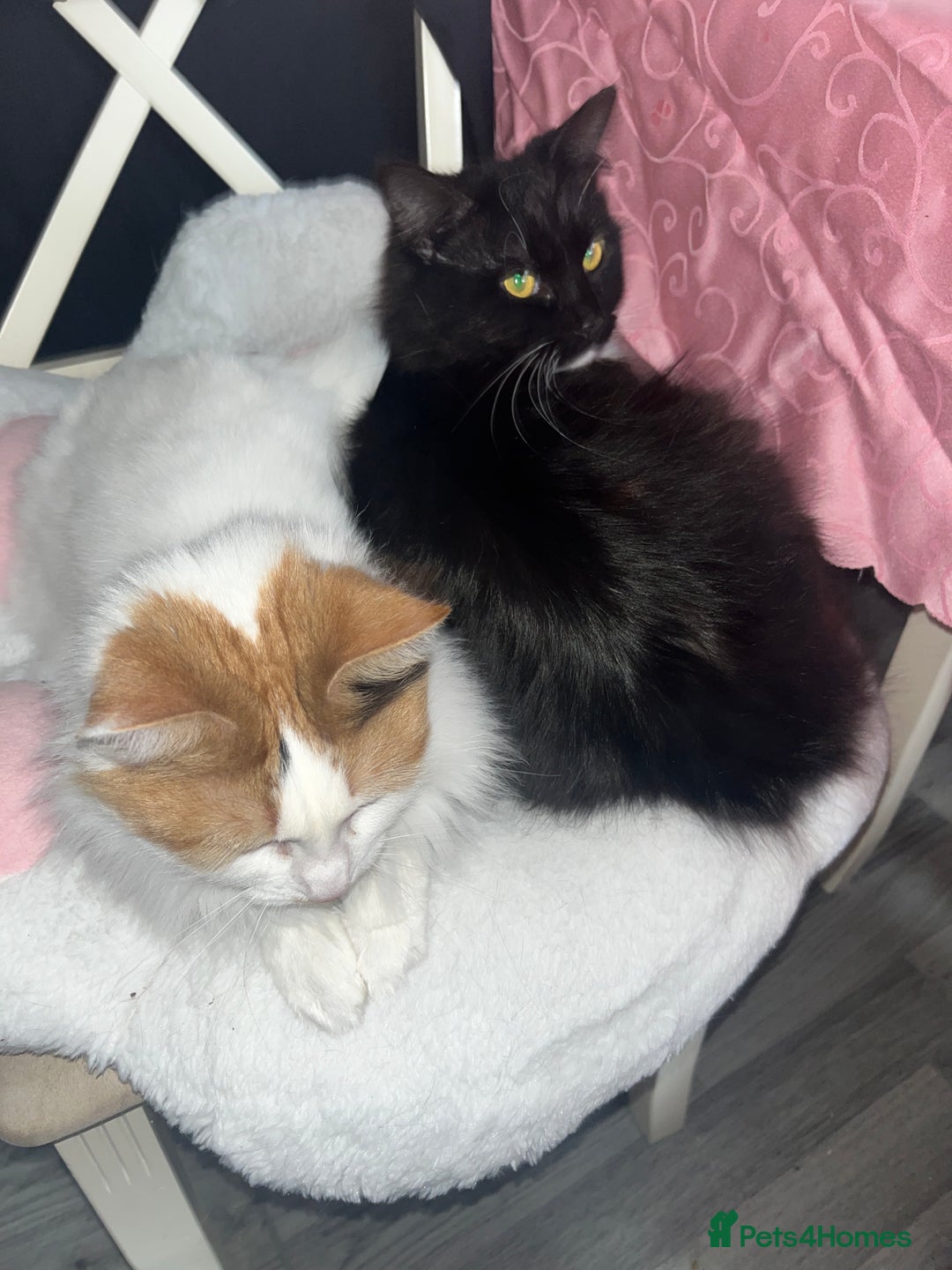 Ragdoll cats for sale: Ragdoll cross for loving home - Advert 5