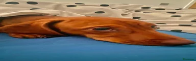 Jackshund 1