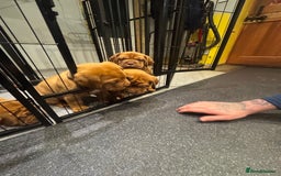 Dogue De Bordeaux dogs for sale: Excellent home bred pups - Advert 6