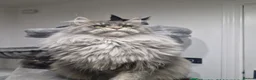 Maine Coon cats for sale: Maine coon kittens  - Advert 14