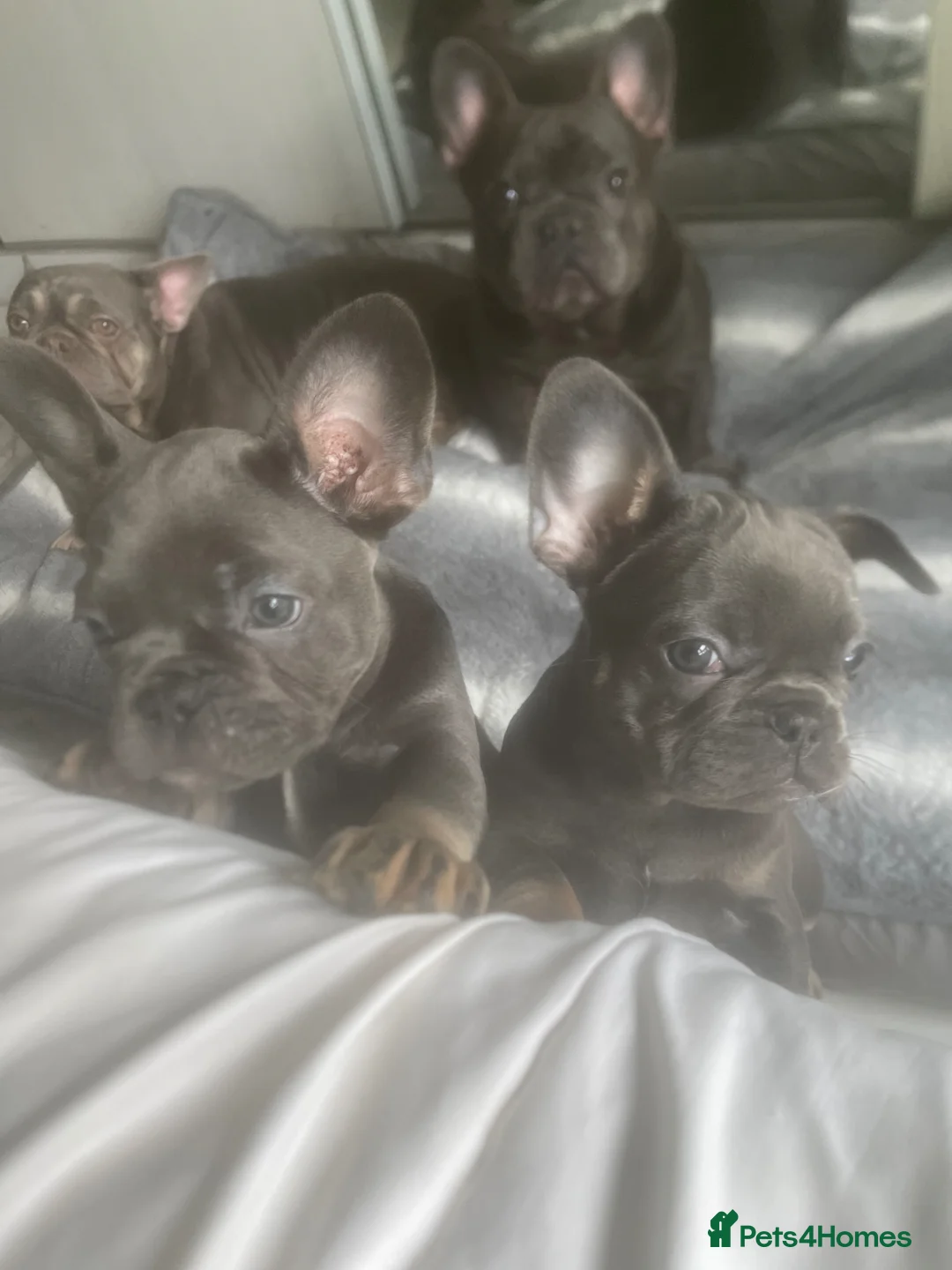 French Bulldog dogs for sale: french bulldog puppies in Glasgow - Advert 11