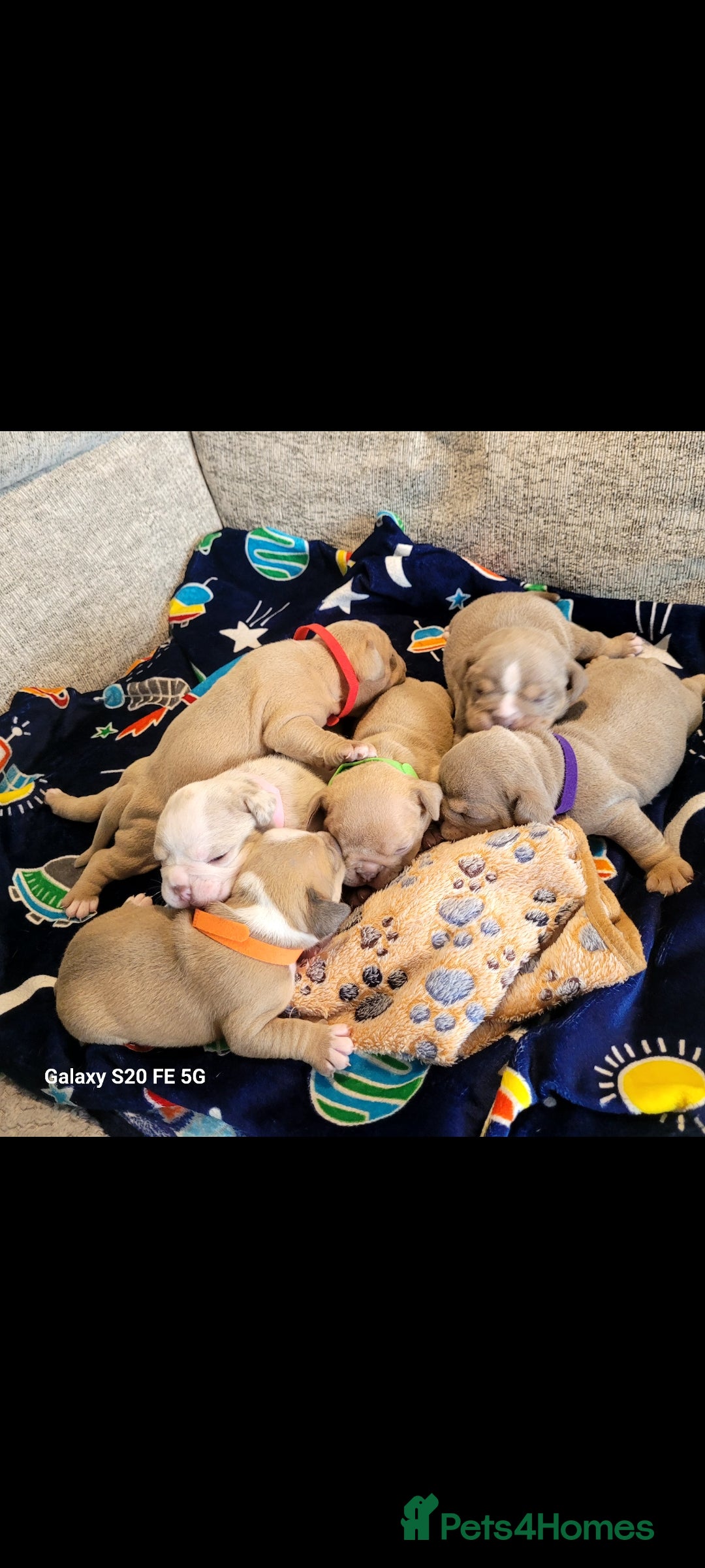 Olde English Bulldogge dogs for sale: Old English Bulldog Puppies - Image 2