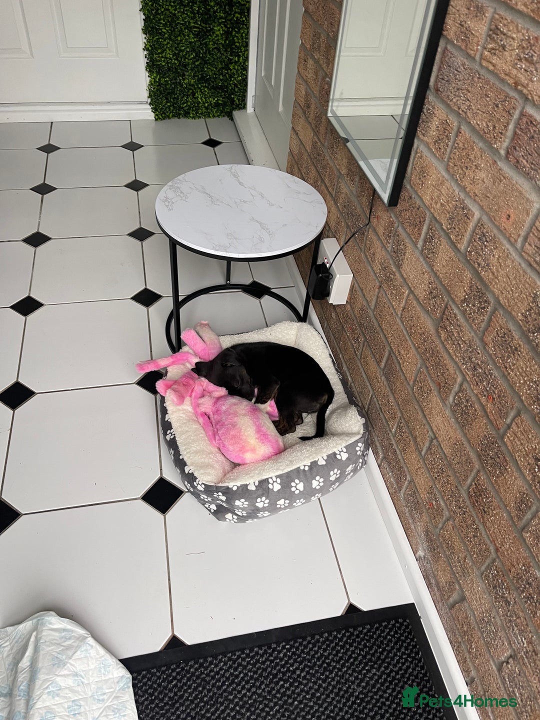 Mixed Breed dogs for sale: Staffy  - Image 3