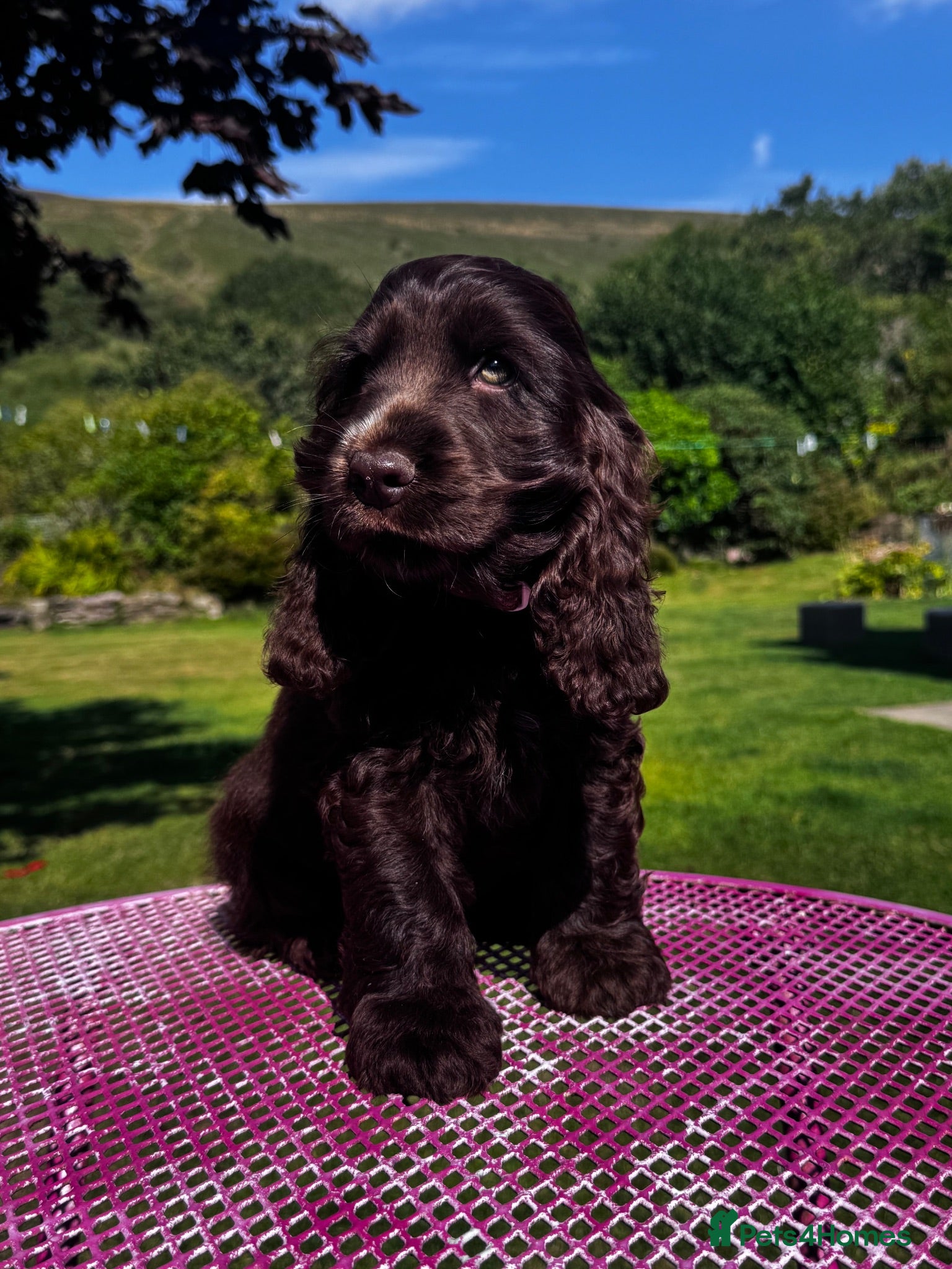 Cocker Spaniel dogs KC Show-type Chocolate & Choc Sable puppies - Advert 1