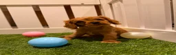 Cavalier King Charles Spaniel dogs for sale: 🐾AMAZING KC REGISTERED CAVALIERS 🐾 - Advert 5