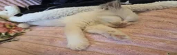Ragdoll cats for sale: Ragdoll kittens purebred  - Advert 7
