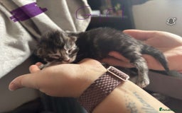 Maine Coon cats for sale: Maine coon cross  - Image 13