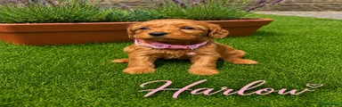 Harlow