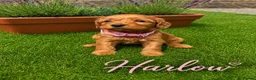 Cockapoo dogs for sale: F1 Fox Red Cockerpoo puppies. (Dad DNA tested) - Advert 3